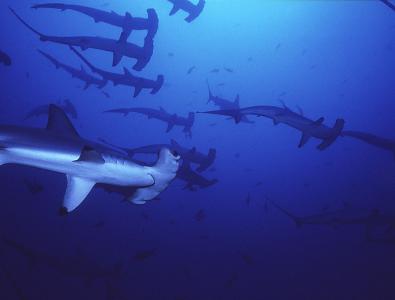Some real-life scallopped hammerheads. [source]